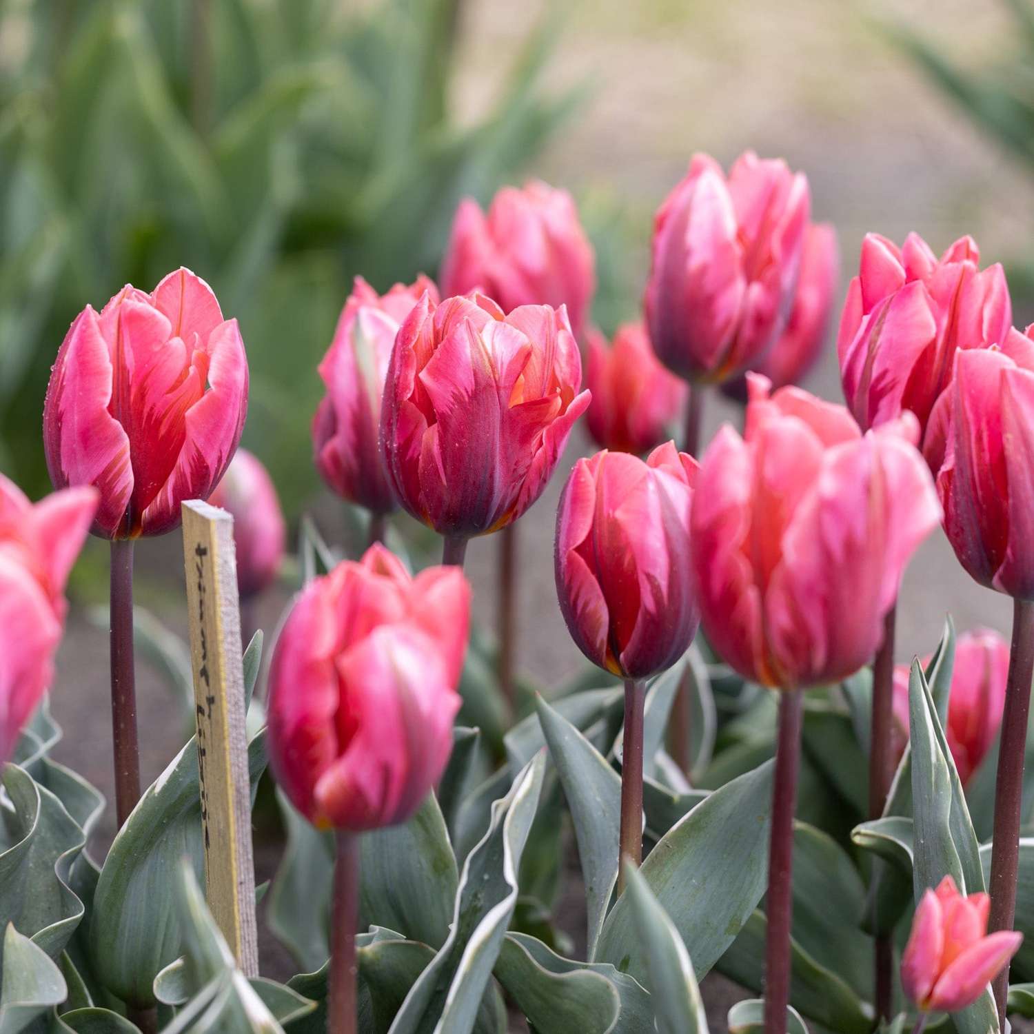 Tulpe 'Pretty Princess' - Tulipaner